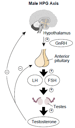 Low Testosterone: the 7 most important lab values to check prior to TRT